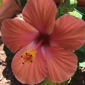 Meet your Posher, Dawn